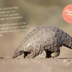 Wishbone Bike Limited Edition Pangolin – 3in1 Laufrad -Croozer Verkäufe wishbone pangolin info web