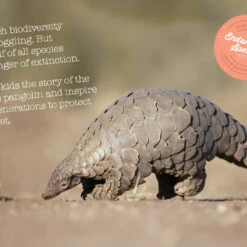 Wishbone Bike Limited Edition Pangolin – 3in1 Laufrad 7 Wishbone Bike Limited Edition Pangolin – 3in1 Laufrad -Croozer Verkäufe wishbone pangolin info web