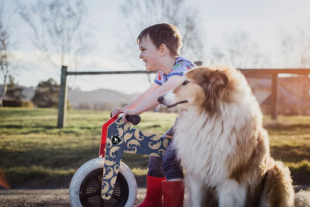 Wishbone Bike Limited Edition Pangolin – 3in1 Laufrad 3 Wishbone Bike Limited Edition Pangolin – 3in1 Laufrad – Bild 3